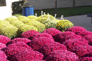 2019 Mums