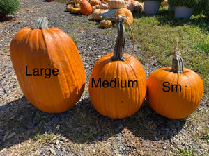 Pumpkins 8# to over 30#
