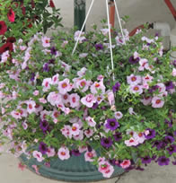 10" Million Bells Basket (assorted colors)