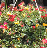 10" Mixed Moss Rose Basket