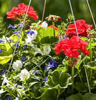 12 inch Hanging Baskets (mixed)