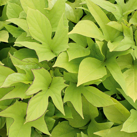 Sweet Potato Vine (green) each