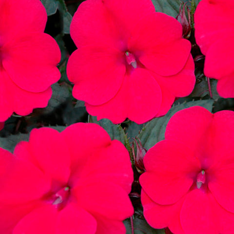 Sunpatiens flat of 18 (rose/pink)