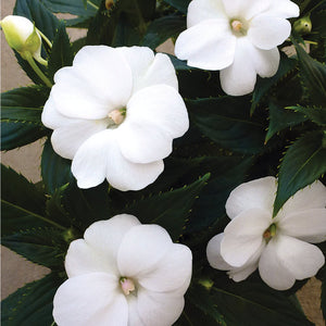 Sunpatiens flat of 18 (white)