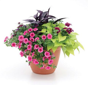 12" Patio Planters (Assorted flowers)