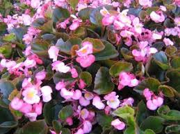 Begonias (pink/dark leaf)