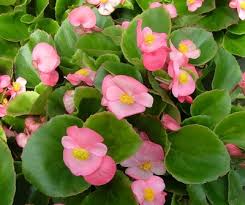 Begonias (pink/green leaf)