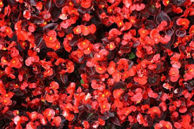 Begonias (red/dark leaf)