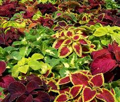 Coleus (mixed)