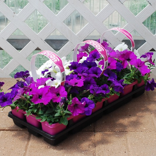 Wave Petunias flat of 18 (Purple-Burgundy)