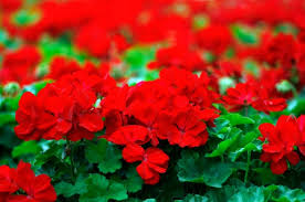 Geraniums flat of 10-4" pots (reds)