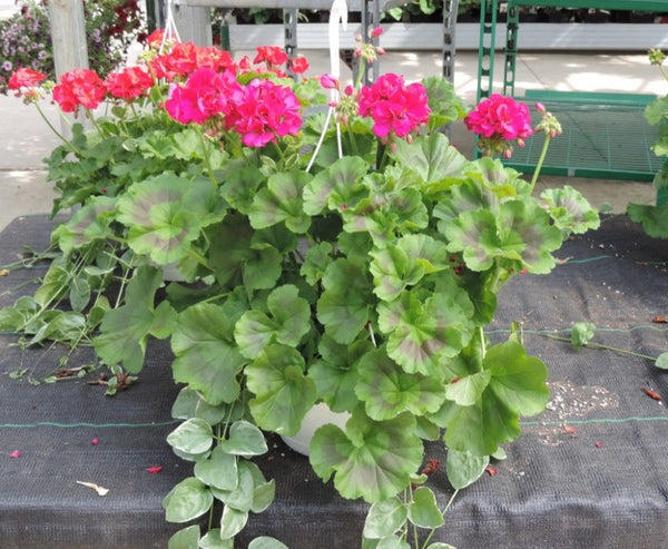 10" Hanging Basket Geraniums w/ Vinca Vines (pinks)