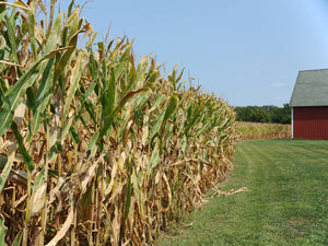 Corn Stalks