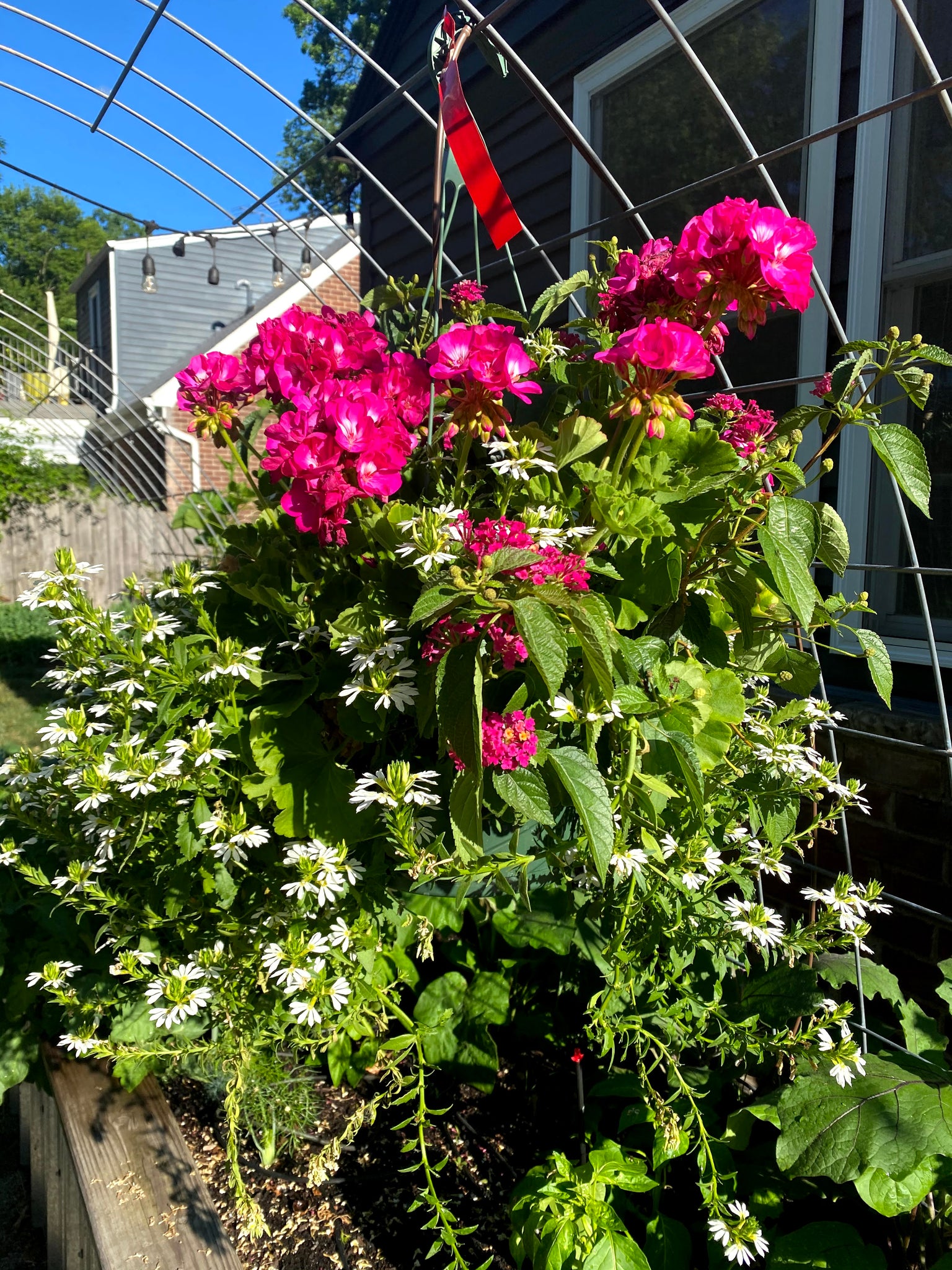 10" Hanging Basket Geraniums w/ Vinca Vines (reds)
