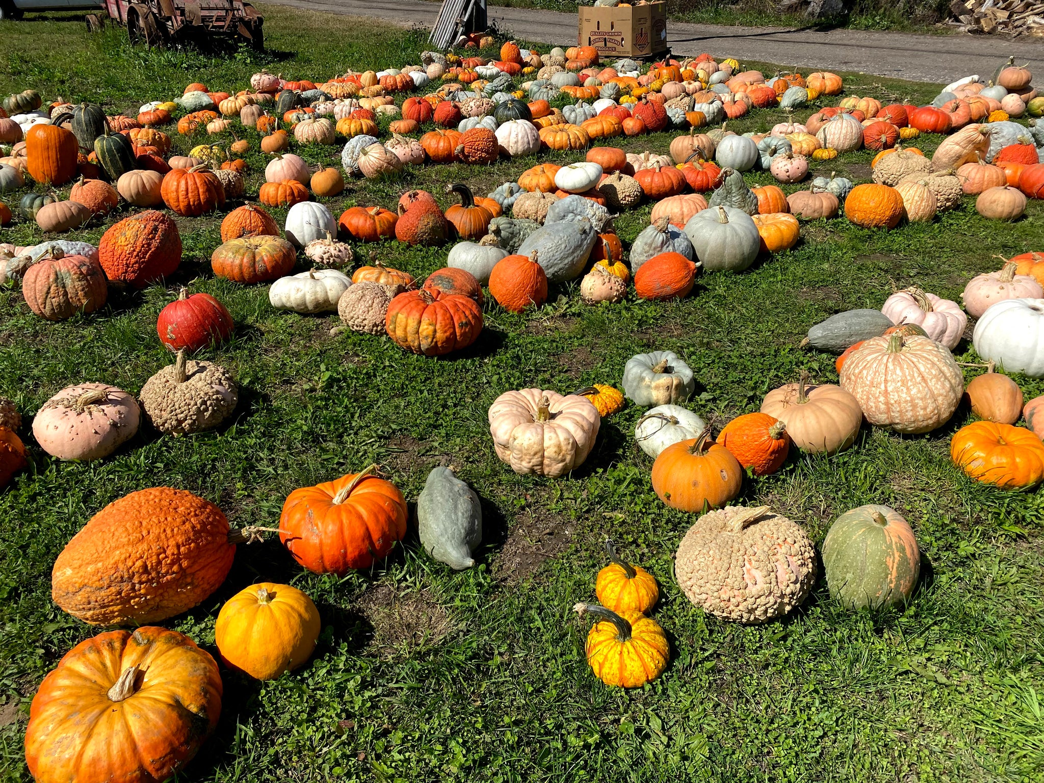 Medium Specialty gourds