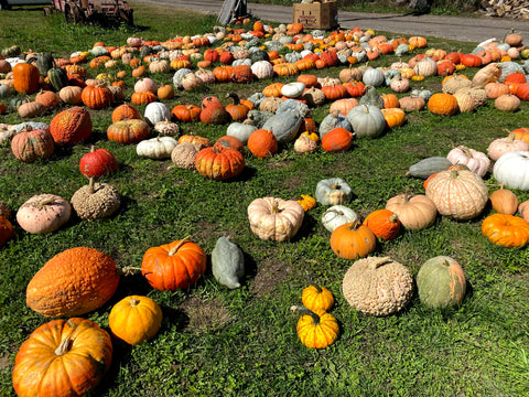 Large Specialty gourds