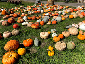 Medium Specialty gourds