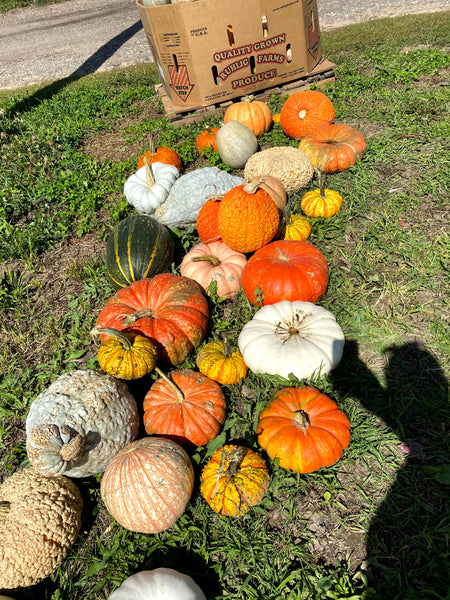 Large Specialty gourds