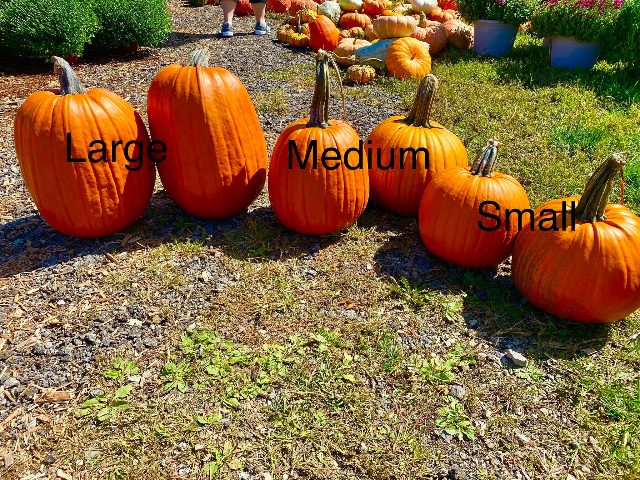 Small Pumpkins