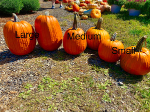 Medium Pumpkins