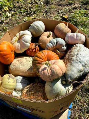 Small Specialty gourds