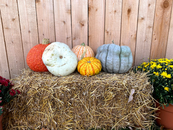 Large Specialty gourds