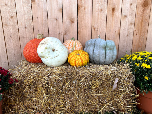 Medium Specialty gourds