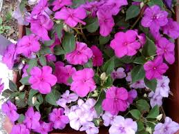 Impatiens (purple)