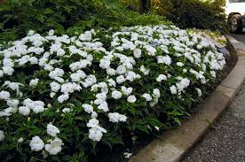 Impatiens (white)