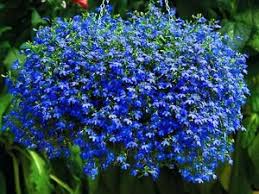 Lobelia (blue/green leaf)