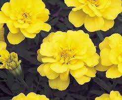 Marigold flat bloom 8"-10" (safari yellow)