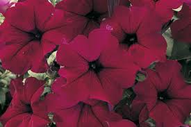 Petunias (burgundy)