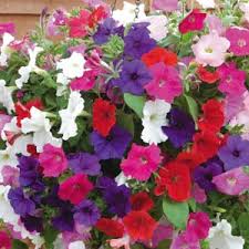 Petunias (mixed)