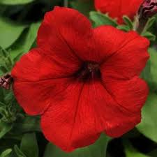 Petunias (red)