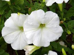 Petunias (white)