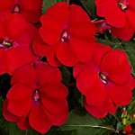 Sunpatiens flat of 18 (red)