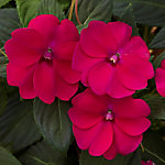 Sunpatiens flat of 18 (purple/royal magenta)