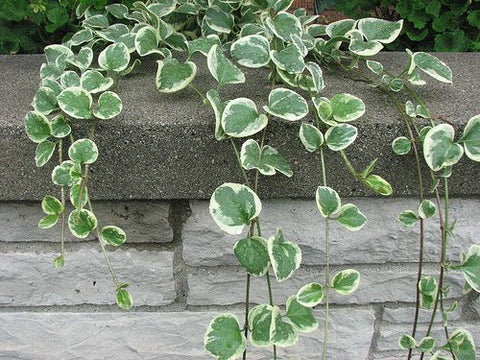 Vinca Vine (each)