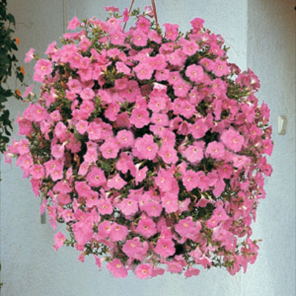 10" Petunia Baskets (pinks)