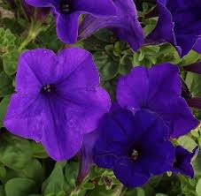Wave Petunias flat of 18 (Blue- Dark Purple)