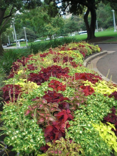 Coleus (mixed)