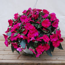 10" Sunpatiens Basket (purple)