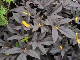 Sweet Potato Vine (dark) each