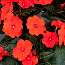 Sunpatiens flat of 18 (orange)