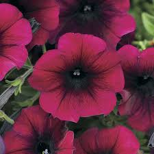Wave Petunias flat of 18 (Purple-Burgundy)