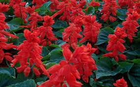 Salvia 10"-12" (red)