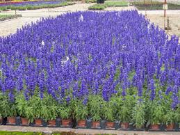 Salvia 10"-12" (blue)