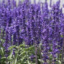 Salvia 10"-12" (blue)