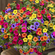10" Petunia Basket (mixed 2+ colors)