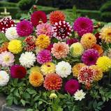 Dwarf Dahlia flat of 18 (mixed)